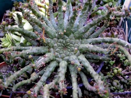 Euphorbia gorgonis A. Berger (1910), BJS 45: 230